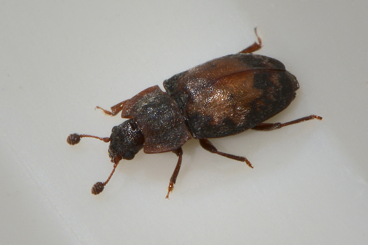 Omosita discoidea - Nitidulidae